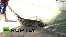 Domadores de cocodrilos se juegan la vida en un arriesgado espectáculo