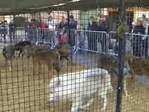 Les loups - Tourrettes 02/12