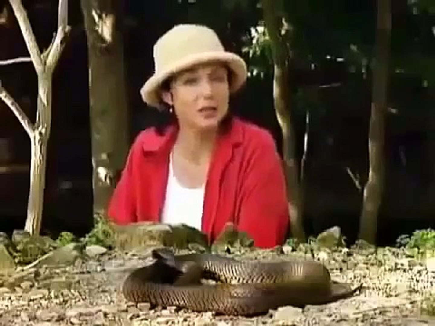 ⁣Snake Documentary ► Animal Weapons - Chemical Warfare (Full Documentary)
