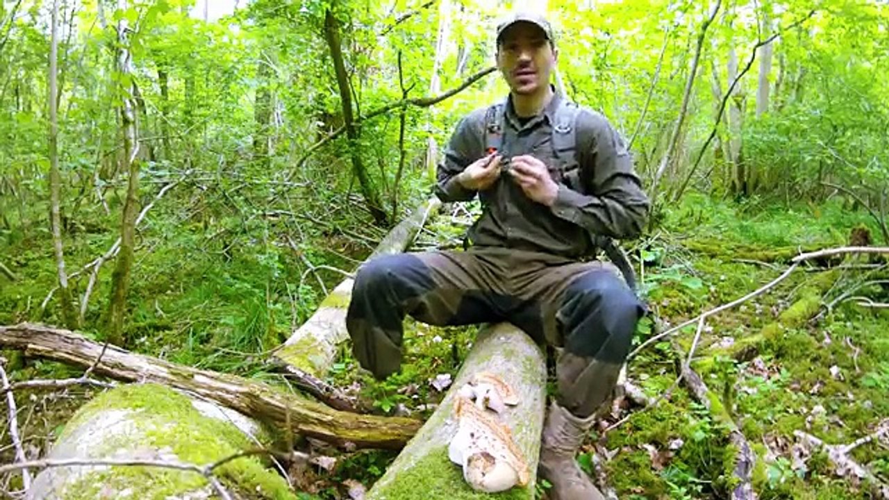 Bushcraft Foraging in the Woodland