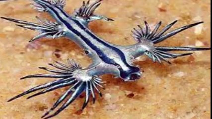 Bukan Mitos! 5 hewan Ini Benar Benar Ada Di Dunia