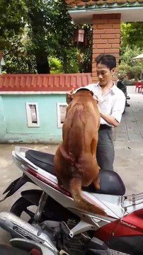 Bị bố la, chú chó quyết không ăn, lầy lội vòi bố chở đi dạo bằng xe máy