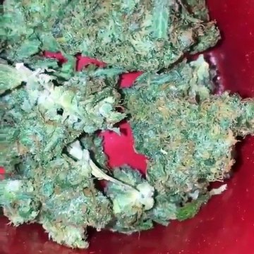 buy cannabis seeds online, mariguanaheadshop.com/, buy cannabis seeds online with credit card, buy marijuana seeds online, buy weed seeds online, buy seeds online, where to buy cannabis seeds near me, cannabis seeds for sale