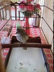 24 Qual o nome dessa maquina de cantar