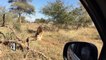 ▶Must See ! Top 5 Close Up Lion Encounters in Kruger National Park