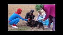 As incríveis aventuras da Princesa Elsa Frozen, Homem-Aranha e seus amigos #013