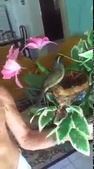 35 Melhor fêmea de trinca ferro do brasil