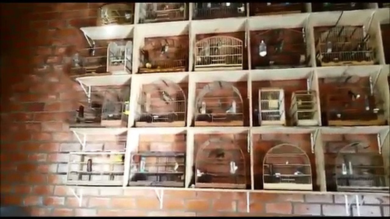 32 Paredão recheado de Trinca Ferro