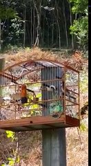 34 coleiro que canta trinca ferro