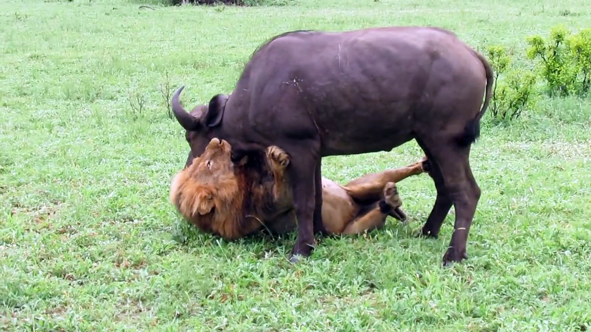 EXTREMELY RARE! Fearless Male Lion attacks Buffalo Herd, ALONE - video  dailymotion