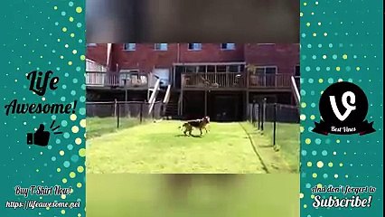 Try Not To Laugh At This Ultimate Funny Dogs Compilation 2018 - Funny Animals Videos