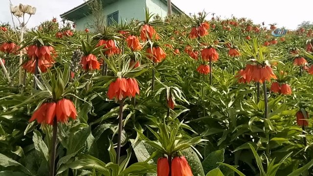 Van'da ‘hüzün çiçeği’ ters laleler açtı