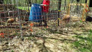 Automatic Pig waterer