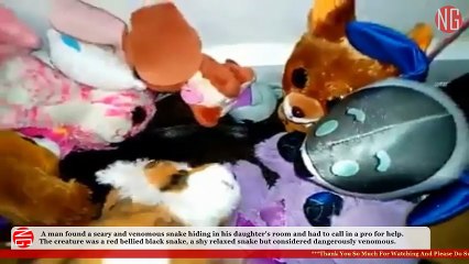 Watch Venomous Snake Hiding Among Stuffed Toys