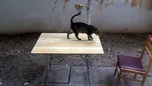 skillful cat