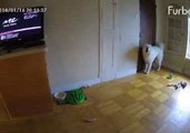 Pooch Does Not Like When His Human Pal Goes to Work