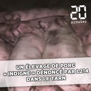 Un élevage de porcs «indigne» dénoncé par L214 dans le Tarn
