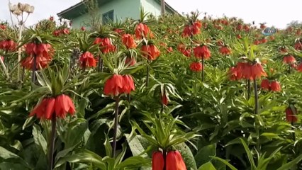 Van'da Hüzün Çiçeği Ters Laleler Açtı