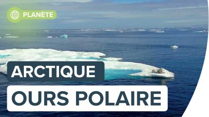 L'ours Polaire en Arctique par Florian Ledoux