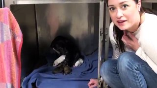 Expectant Momma Dog Saved Hours Before Euthanasia