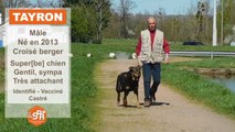 la SPA Montluçon : Tayron, croisé berger, adopté