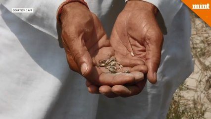 India says ‘No’ to patenting seeds