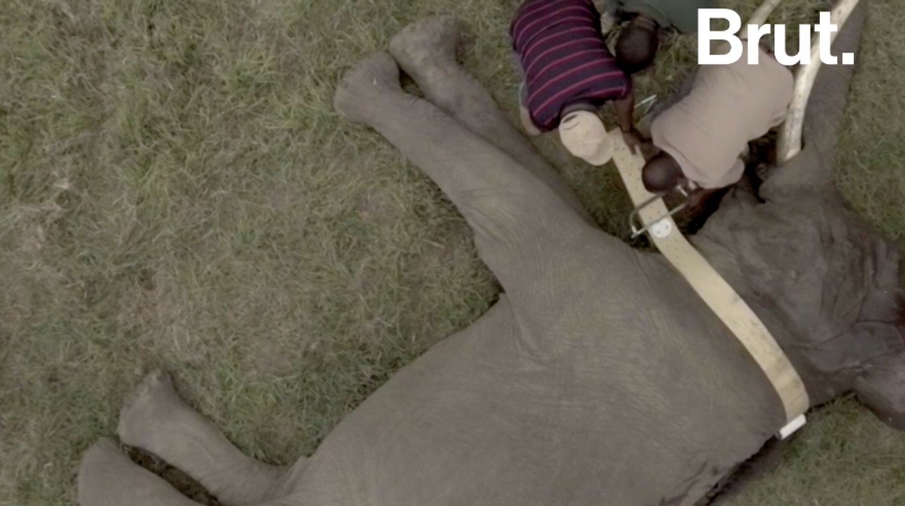 Tanzanie : une pose de collier historique pour sauver les éléphants