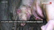 Nouvelle vidéo choc de L214 dans un élevage porcin à Peyrole