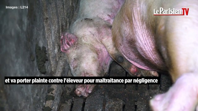 Nouvelle vidéo choc de L214 dans un élevage porcin à Peyrole