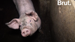 L214 : les dessous de l'élevage porcin français