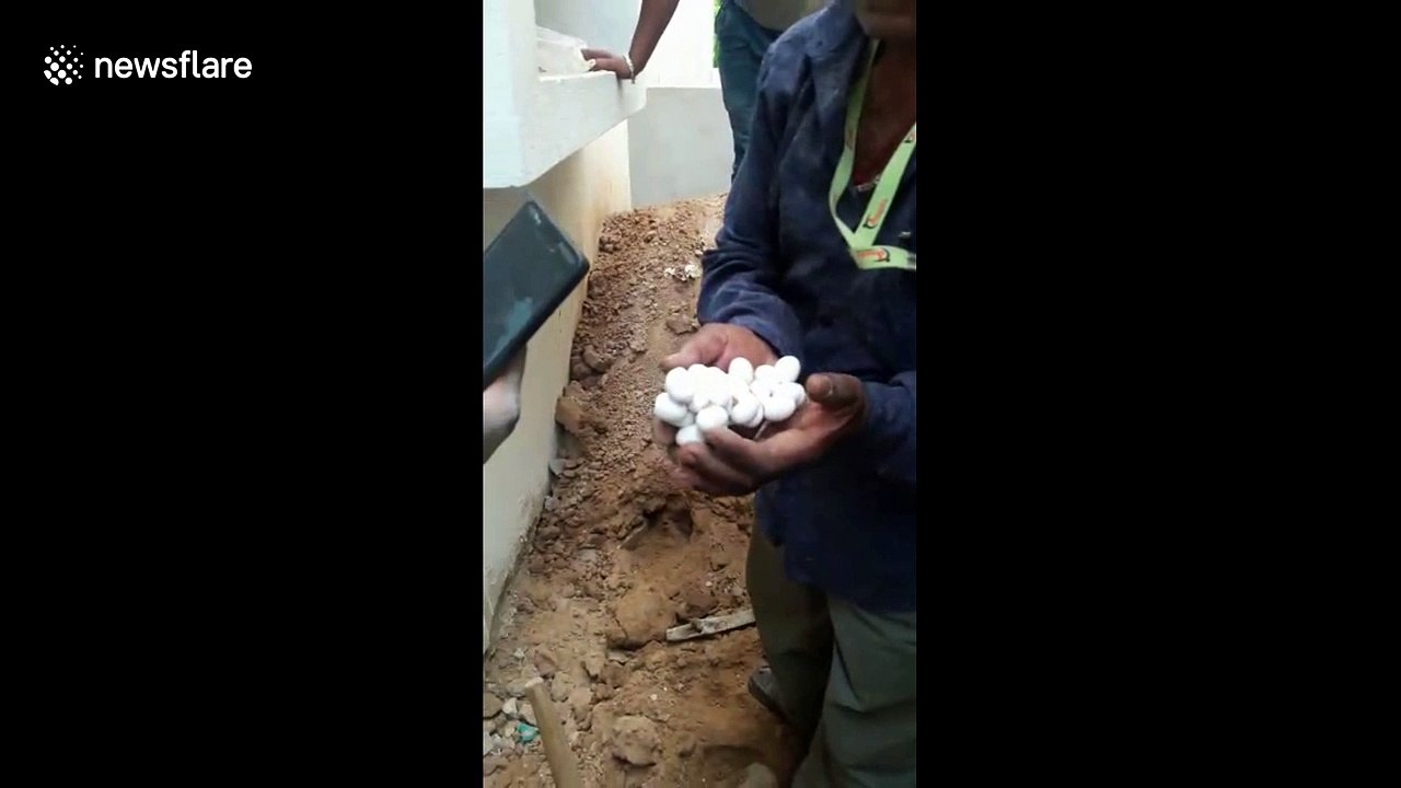 Construction workers rescue 32 snakelets in India