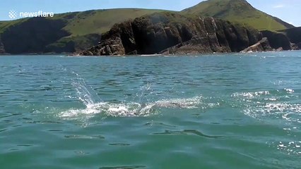 Playful dolphins put on a show off Welsh coast