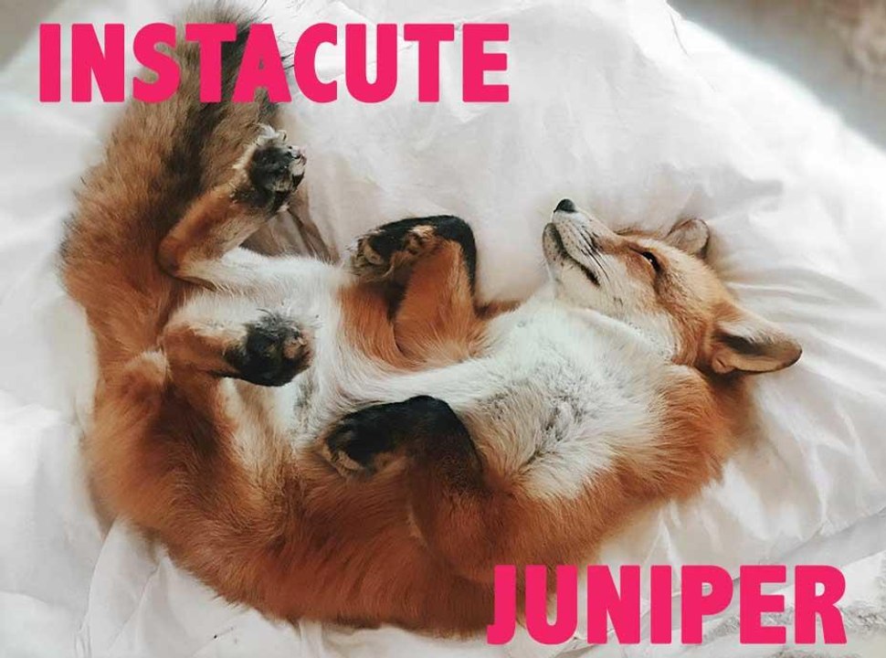 Découvrez Juniper, le renard de compagnie le plus heureux du monde !
