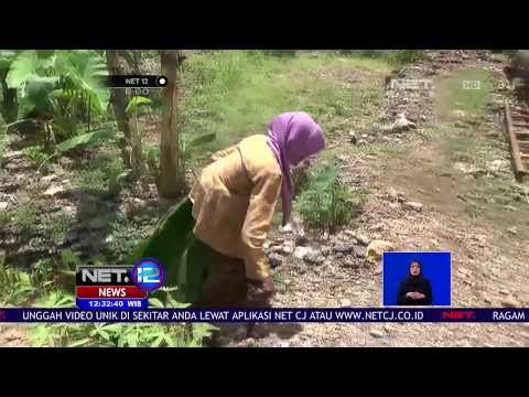 Kisah Nenek Kaminah Yang Tidur Dengan 3 Ekor Kambing NET12