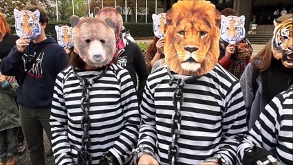 Animalsace veut des cirques sans animaux