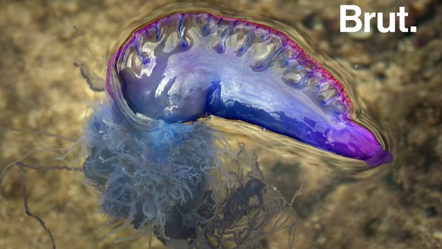 La galère portugaise : une colonie de milliers d'animaux