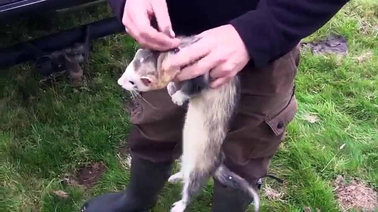 Reynolds rabbit control Ferreting with Brandon Tomo &Vin Part 1