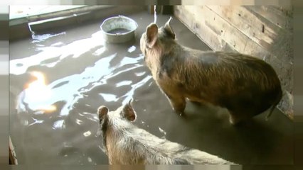 Весна принесла россиянам паводки