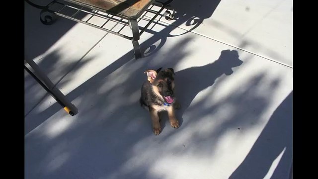 De bébé à adulte en 40 secondes