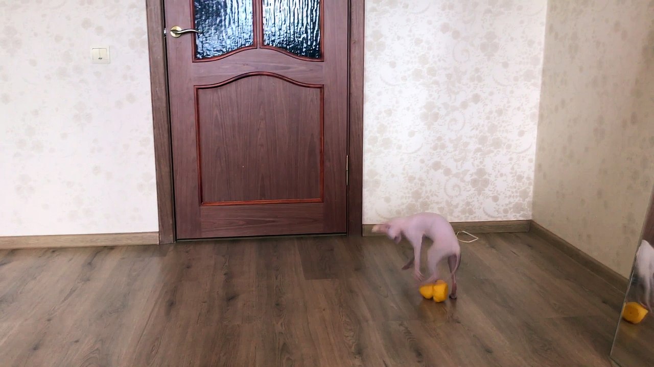 Parkour Sphynx  Cat