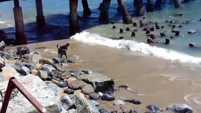 4 chiens idiots contre un banc de de lions de mer. Tellement drole