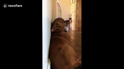 Adorable chihuahua tries to hide when it's medicine time