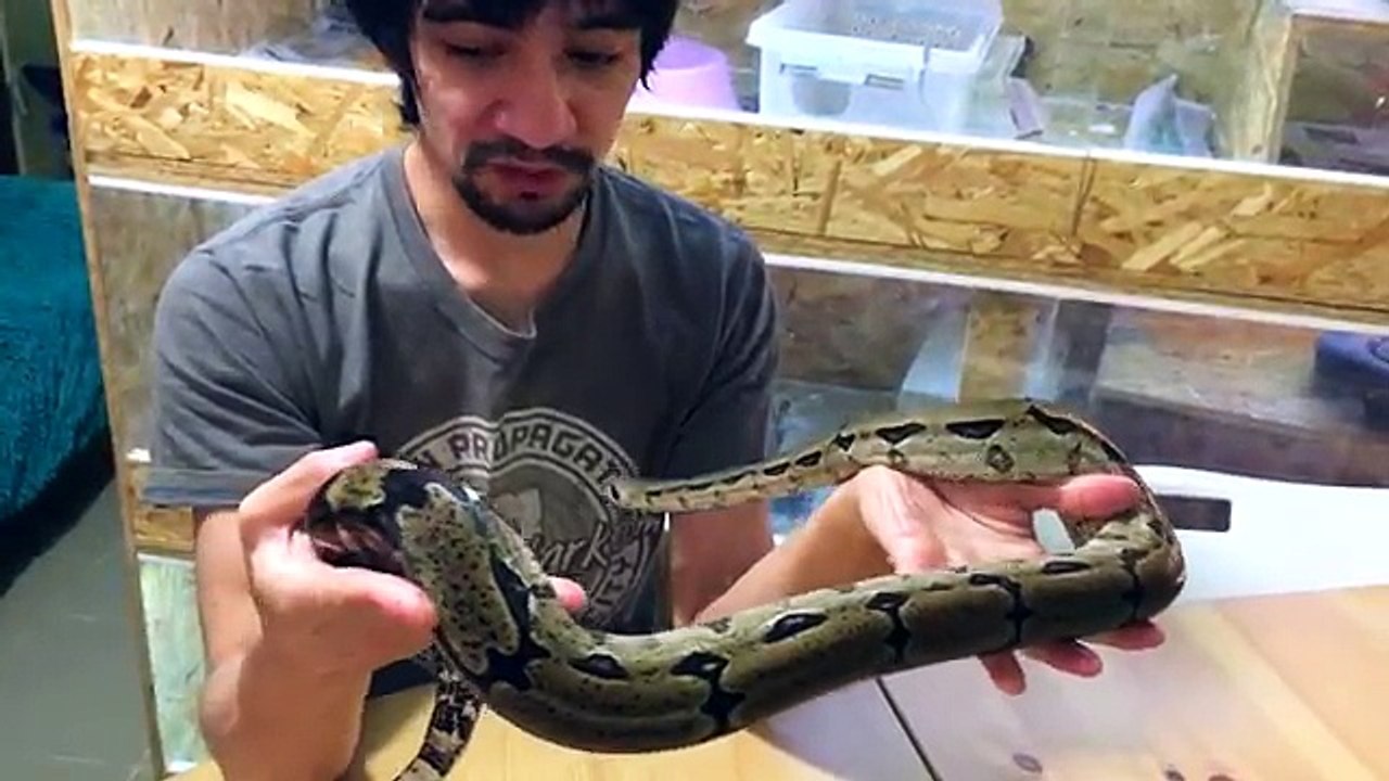 УДАВ-УБИЙЦА! Рассказ про тринидадского удава (Boa constrictor Trinidad)