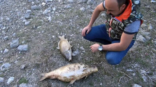 Kastamonu'da barajdaki toplu balık ölümleri korkuttu