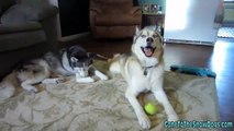 Best & Worst Things about Siberian Huskies - Fan Friday #54