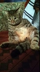 To sneeze and not be scared, not everyone is given.