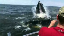 Impresionante  Ballena emerge del agua y casi vuelca una lancha