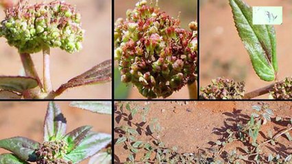 सब रोगों की एक दवा || अचूक औषधि दूधी || Apna Ayurved