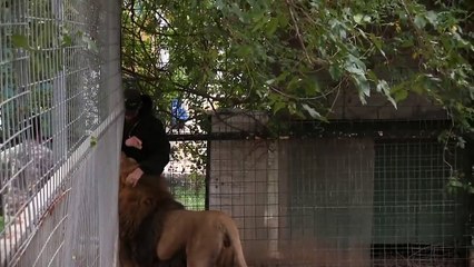 Domador entra em jaula e é atacado por leão de forma assustadora