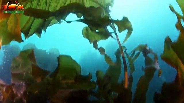 За ледяным покровом России. Земля Франца-Иосифа FULLHD - Документальный фильм 2018 Amazing Animals